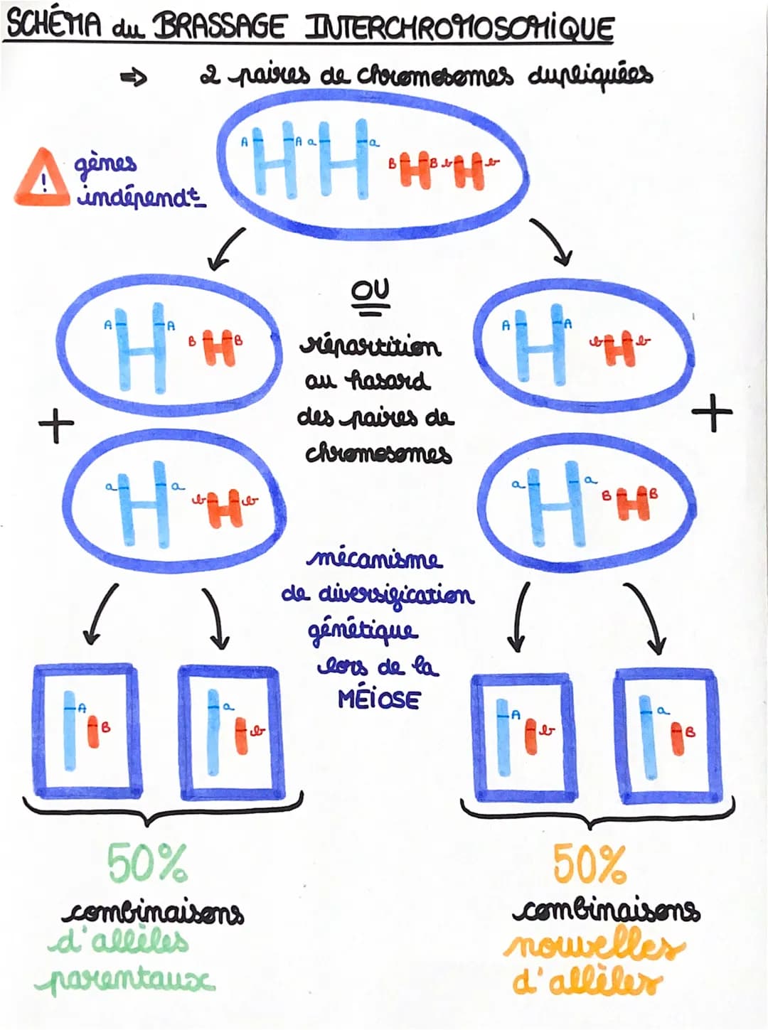 SCHEMA du BRASSAGE INTERCHROMOSOMIQUE
2 paires de chromosomes dupliquées
A
gènes
indépend
+
HH**
B
A
B
H·H
HH
ft.
B
50%
combinaisons
d'allil