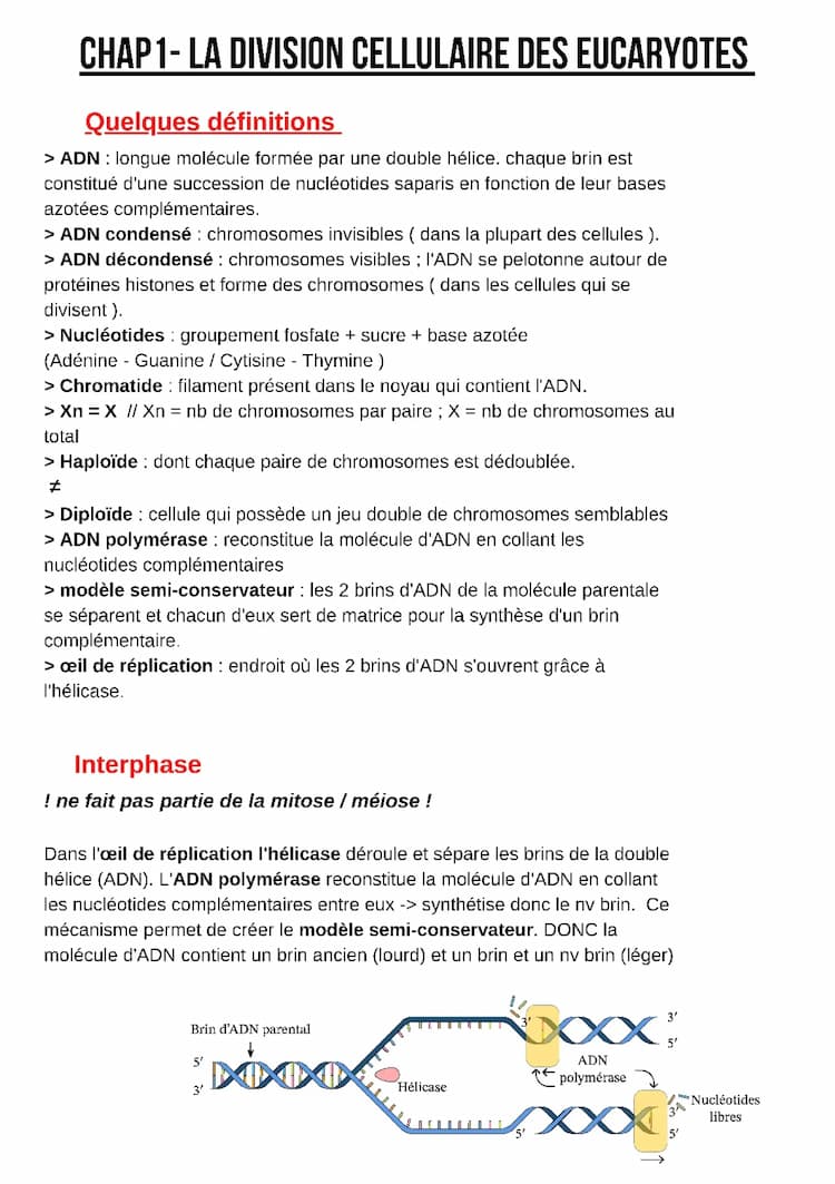 Know CHAP1- LA DIVISION CELLULAIRE DES EUCARYOTES thumbnail