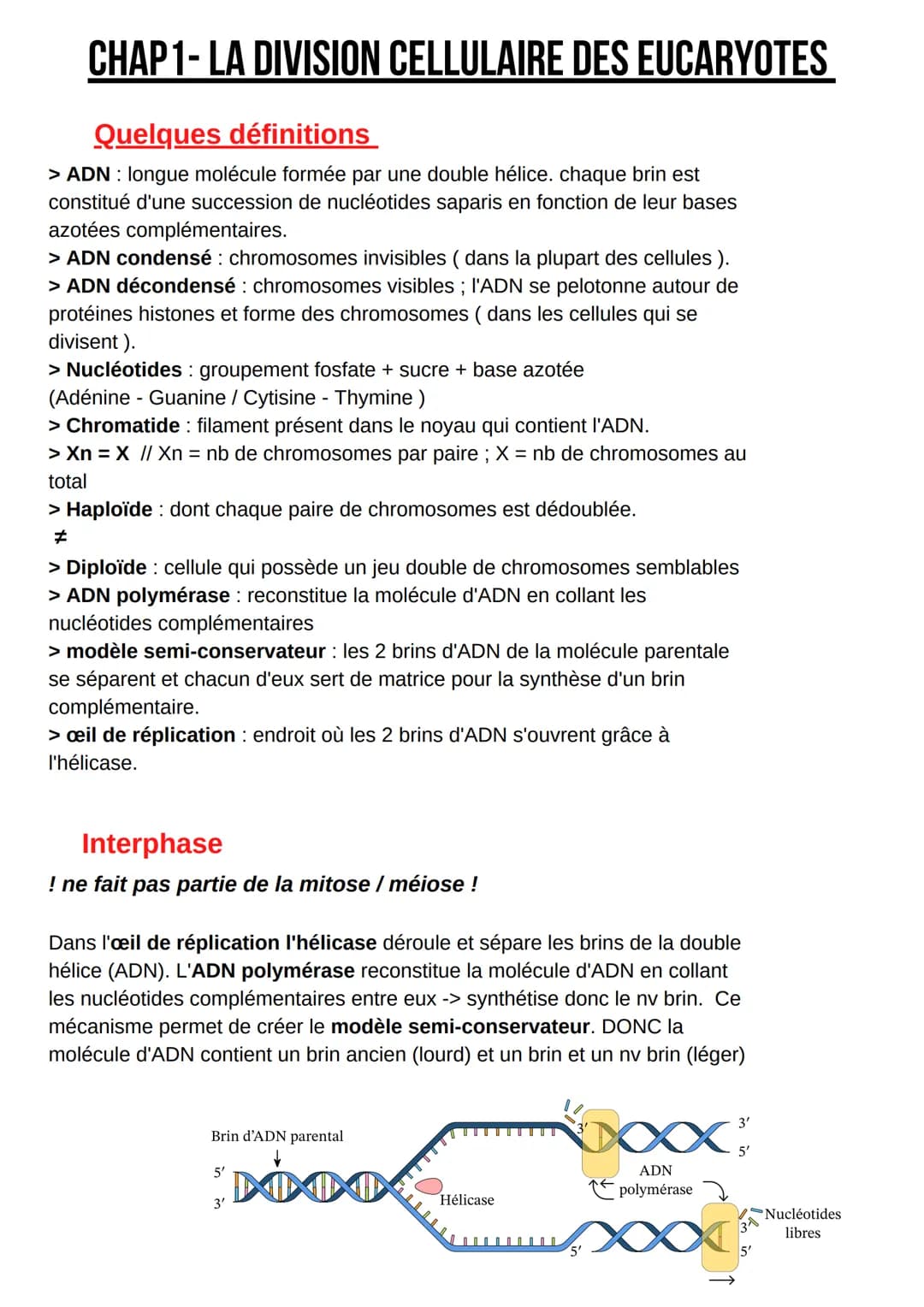 CHAP1-LA DIVISION CELLULAIRE DES EUCARYOTES
Quelques définitions
> ADN: longue molécule formée par une double hélice. chaque brin est
consti