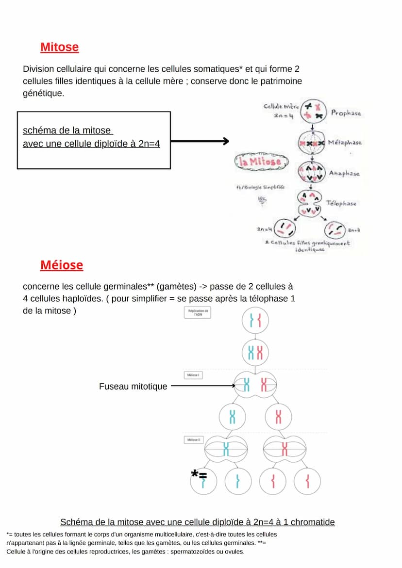 CHAP1-LA DIVISION CELLULAIRE DES EUCARYOTES
Quelques définitions
> ADN: longue molécule formée par une double hélice. chaque brin est
consti
