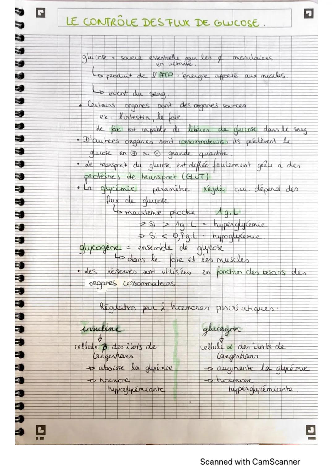 # LE CONTRÔLE DESFLUX DE GLICOSE.

glucose source essenkelle pour les & musculaices
en achute.

→ produit de l'ATP energie apporté aux muscl