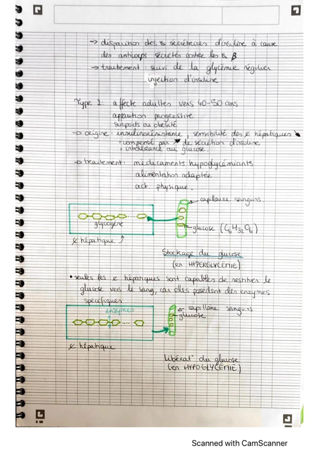# LE CONTRÔLE DESFLUX DE GLICOSE.

glucose source essenkelle pour les & musculaices
en achute.

→ produit de l'ATP energie apporté aux muscl