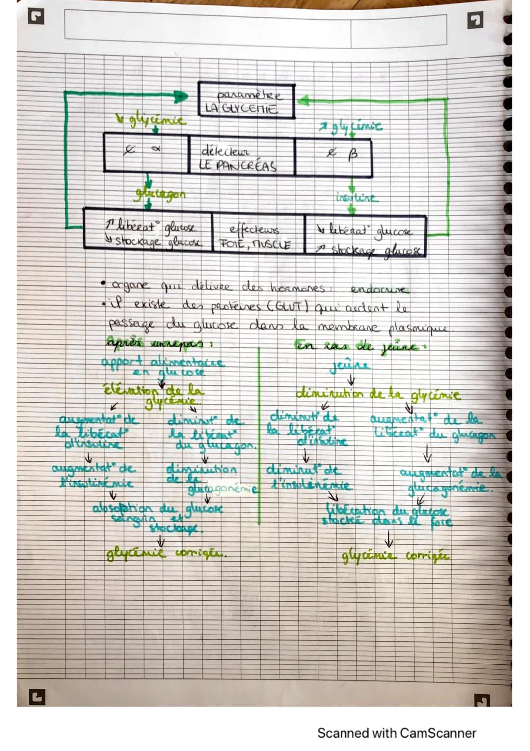 # LE CONTRÔLE DESFLUX DE GLICOSE.

glucose source essenkelle pour les & musculaices
en achute.

→ produit de l'ATP energie apporté aux muscl