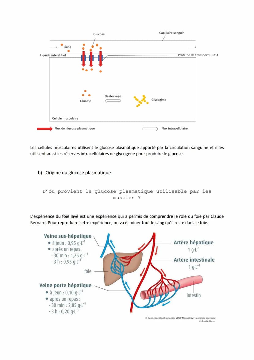 Chapitre 14
LE CONTRÔLE DES FLUX DE
GLUCOSE
I.
L'approvisionnement des cellules musculaires en glucose
a) Origine du glucose utilisé par les