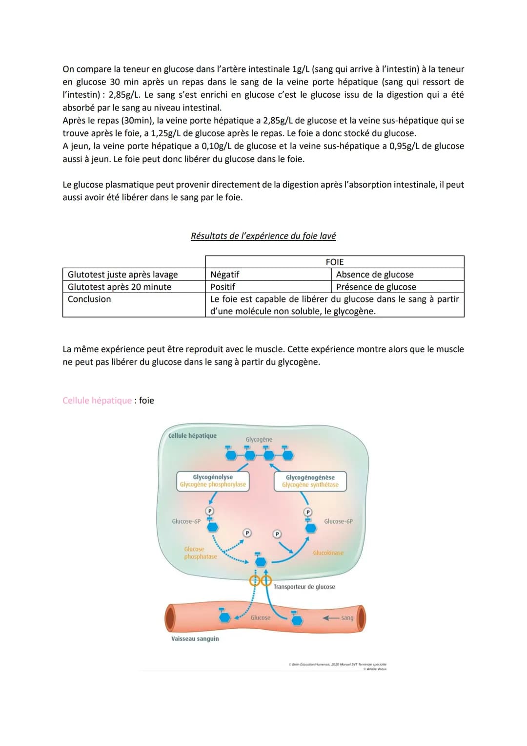 Chapitre 14
LE CONTRÔLE DES FLUX DE
GLUCOSE
I.
L'approvisionnement des cellules musculaires en glucose
a) Origine du glucose utilisé par les