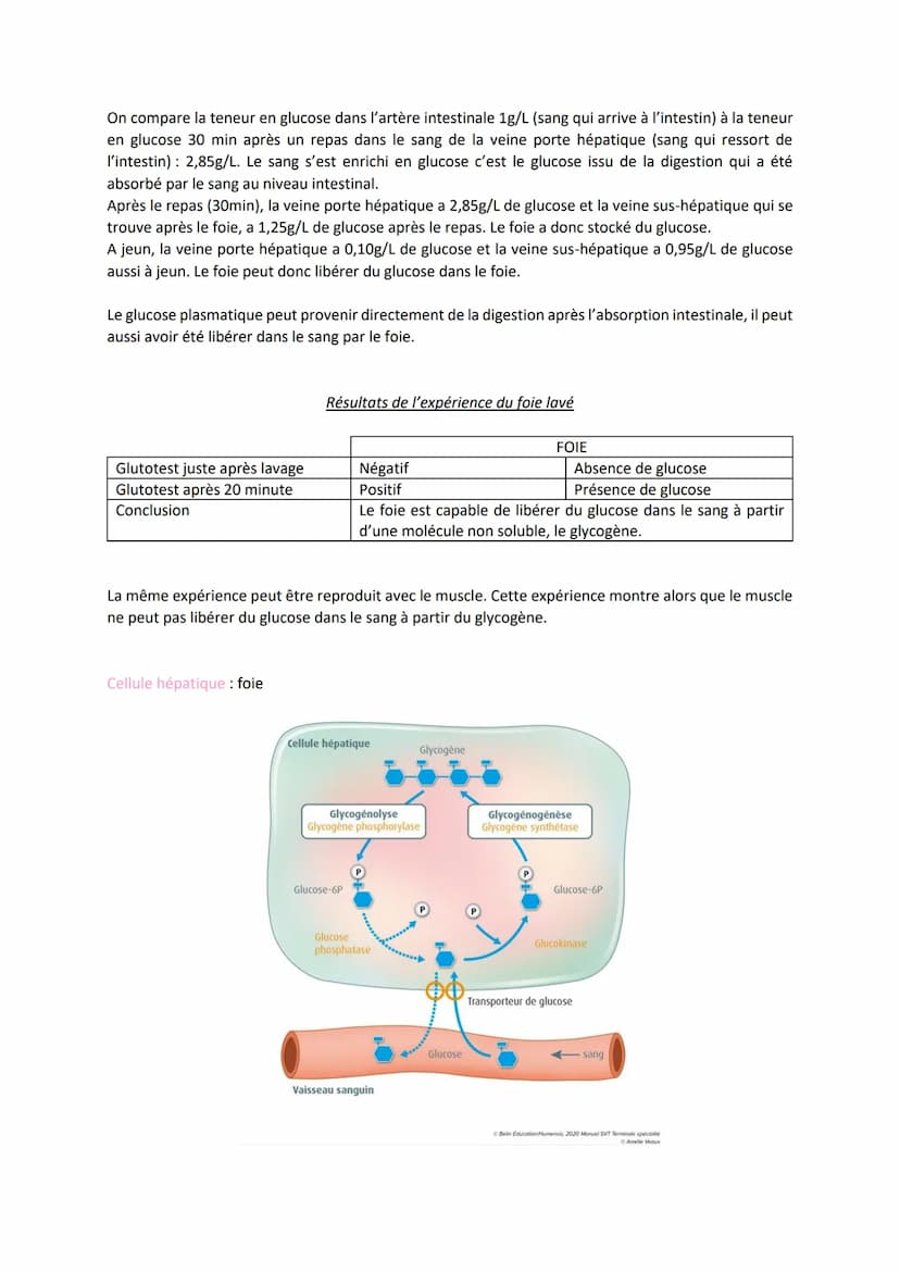 Chapitre 14
LE CONTRÔLE DES FLUX DE
GLUCOSE
I.
L'approvisionnement des cellules musculaires en glucose
a) Origine du glucose utilisé par les