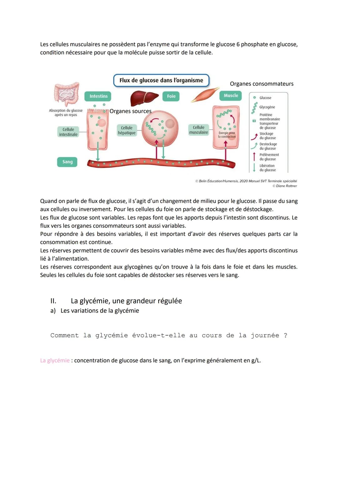 Chapitre 14
LE CONTRÔLE DES FLUX DE
GLUCOSE
I.
L'approvisionnement des cellules musculaires en glucose
a) Origine du glucose utilisé par les
