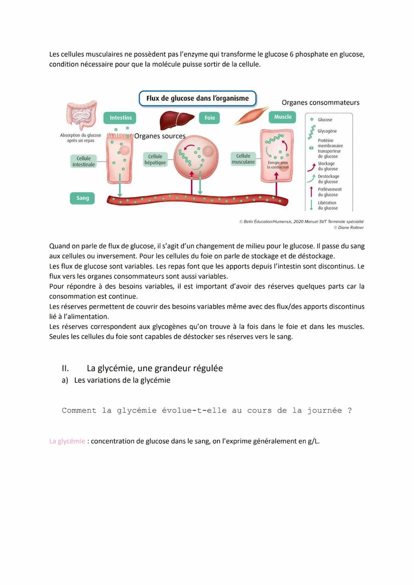 Chapitre 14
LE CONTRÔLE DES FLUX DE
GLUCOSE
I.
L'approvisionnement des cellules musculaires en glucose
a) Origine du glucose utilisé par les