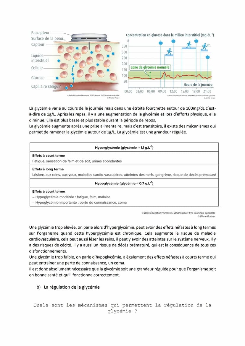 Chapitre 14
LE CONTRÔLE DES FLUX DE
GLUCOSE
I.
L'approvisionnement des cellules musculaires en glucose
a) Origine du glucose utilisé par les