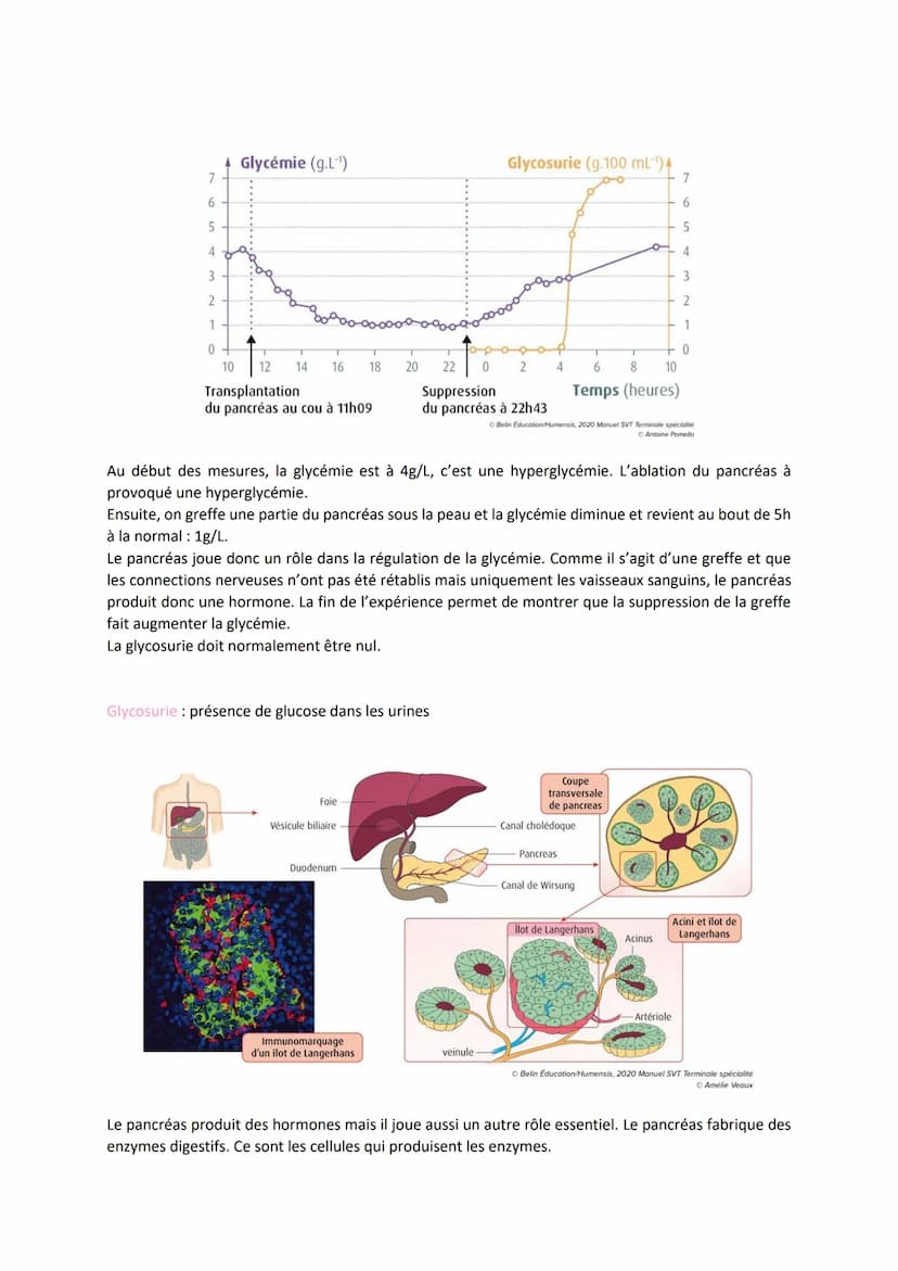 Chapitre 14
LE CONTRÔLE DES FLUX DE
GLUCOSE
I.
L'approvisionnement des cellules musculaires en glucose
a) Origine du glucose utilisé par les