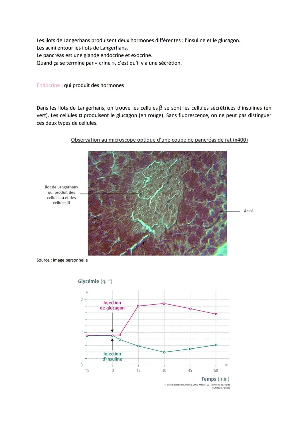 Chapitre 14
LE CONTRÔLE DES FLUX DE
GLUCOSE
I.
L'approvisionnement des cellules musculaires en glucose
a) Origine du glucose utilisé par les