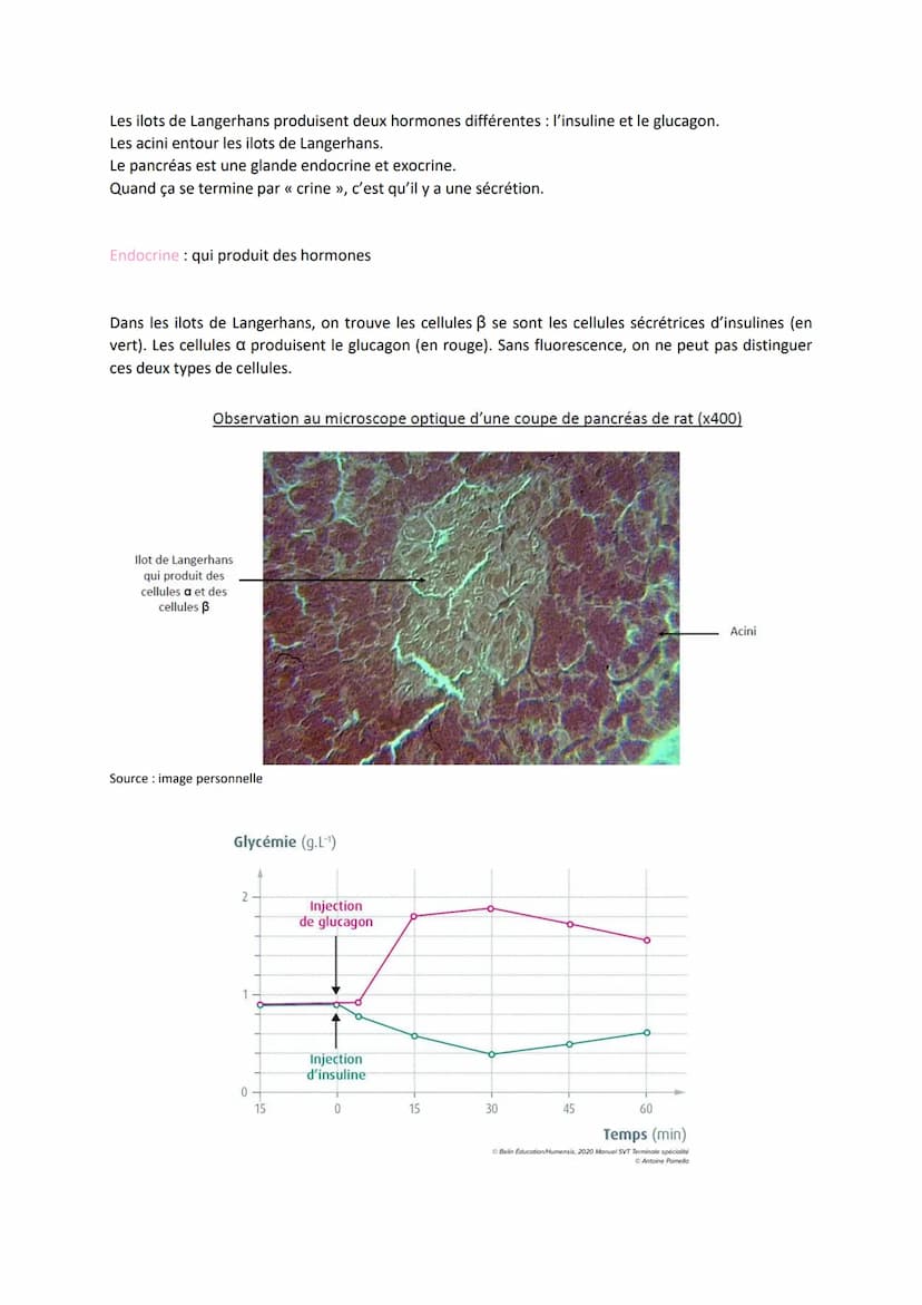 Chapitre 14
LE CONTRÔLE DES FLUX DE
GLUCOSE
I.
L'approvisionnement des cellules musculaires en glucose
a) Origine du glucose utilisé par les