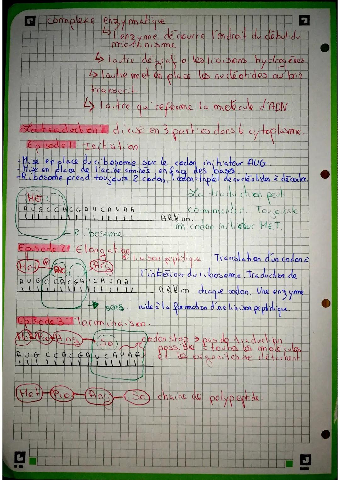 La Maturation &
et avant la traduction.
ARN
premessayer
A U U C G A C C G A UG CA AU
CGA C
C
23 les exons sont gardes
et les introns retires