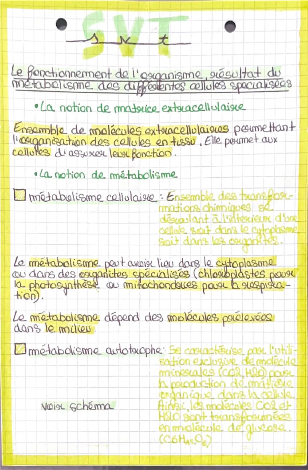 la fonctionnement de l’organisme, résultat du métabolisme des différentes cellules spécialisées 