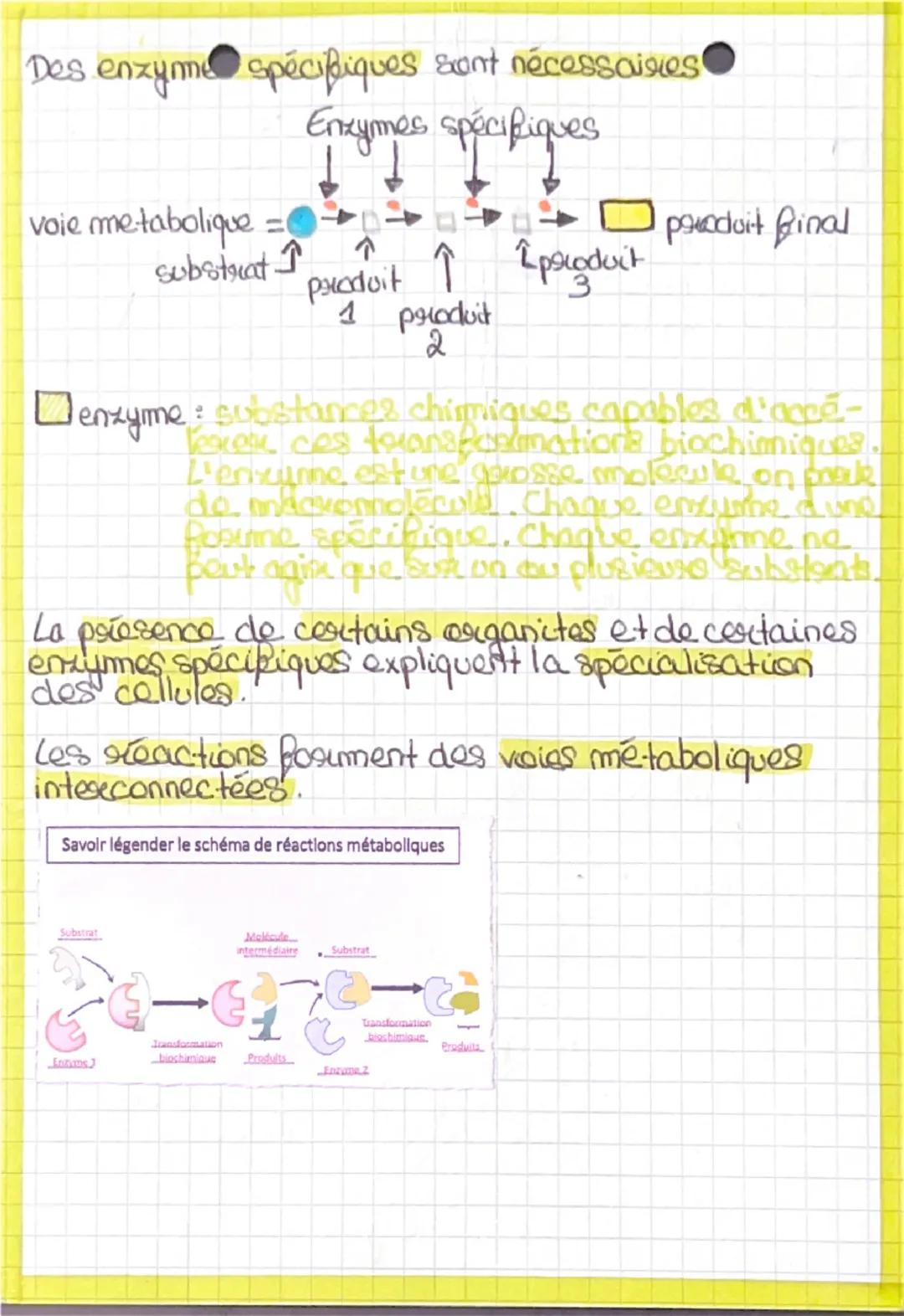 Le fonctionnement de l'organisme, résultat du
métabolisme des différentes cellules spécialisées
•La notion de matrice extracellulaire
Ensemb