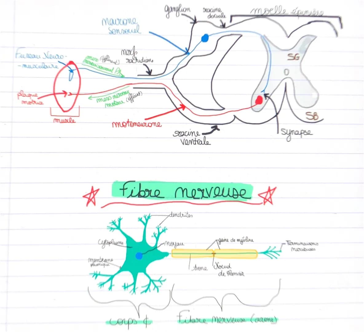 Fuseau Neuro-
-muxulure
plaque
motrice
muxle
maurone
Sensovel
(afferent)
mono
Moxonal PA
☆
merk
mess newerx
rachidion
moteur (efférent)
moto