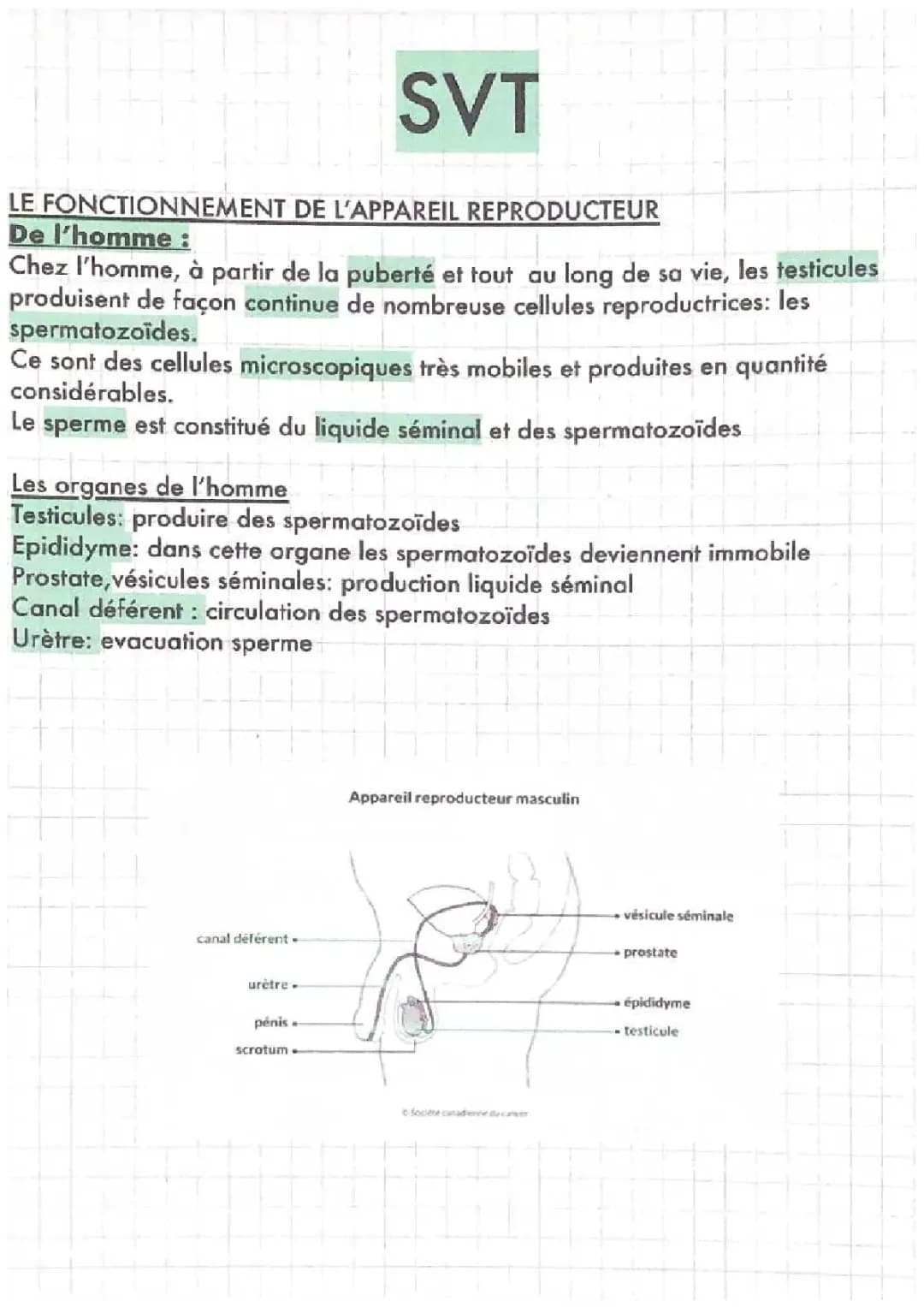 Le fonctionnement de l'appareil reproducteur masculin et féminin - Schémas et explications pour les 4ème