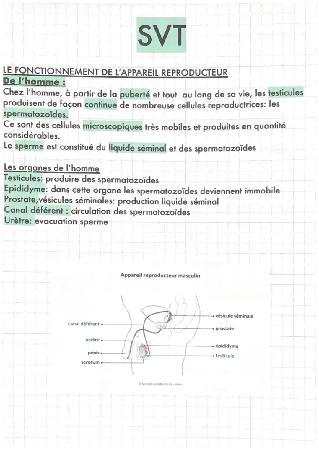 SVT
LE FONCTIONNEMENT DE L'APPAREIL REPRODUCTEUR
De l'homme :
Chez l'homme, à partir de la puberté et tout au long de sa vie, les testicules