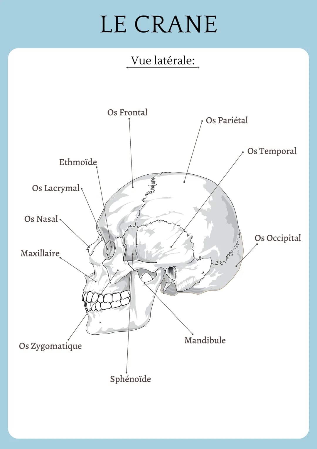 Ethmoïde
Os Lacrymal
Os Nasal
Maxillaire
Os Zygomatique
LE CRANE
Vue latérale:
Os Frontal
999
Sphénoïde
Os Pariétal
чт
Mandibule
Os Temporal