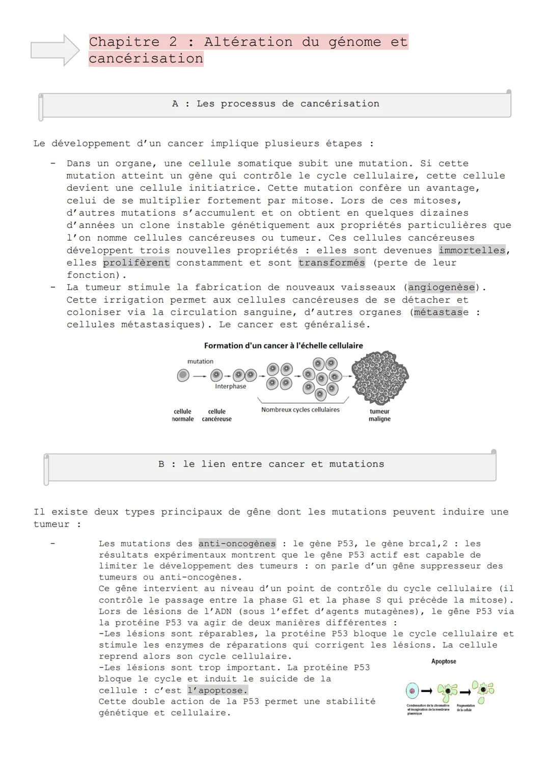 Chapitre 2 : Altération du génome et
cancérisation
A Les processus de cancérisation.
Le développement d'un cancer implique plusieurs étapes 