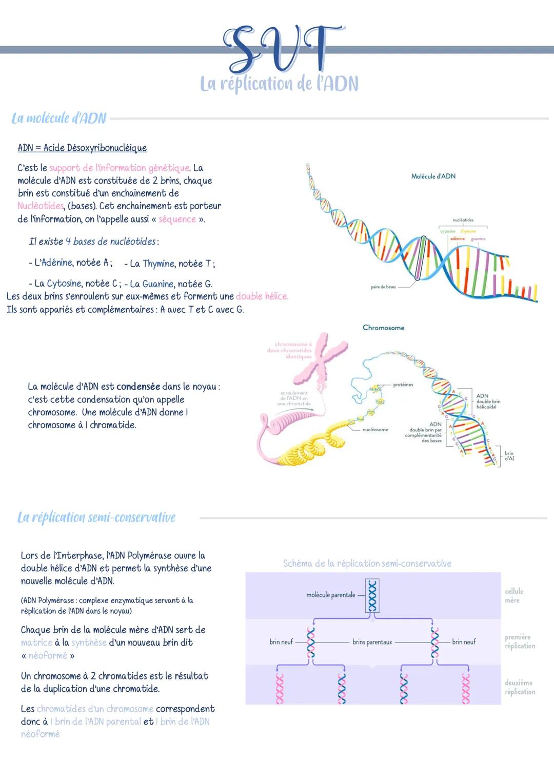 SUF
La réplication de l'ADN
La molécule d'ADN
ADN = Acide Désoxyribonucléique
C'est le support de l'information génétique. La
molécule d'ADN