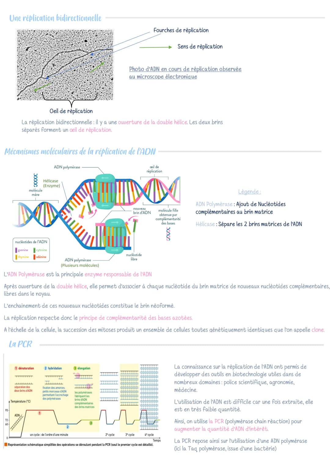 SUF
La réplication de l'ADN
La molécule d'ADN
ADN = Acide Désoxyribonucléique
C'est le support de l'information génétique. La
molécule d'ADN