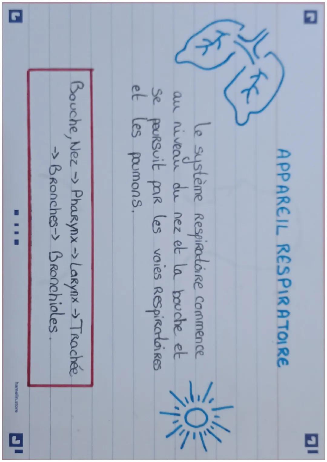 APPAREIL RESPIRATOIRE

Le système Respiratoire commence
au niveau du nez et la bouche et
se poursuit par les voies Respiratoires
et les poum