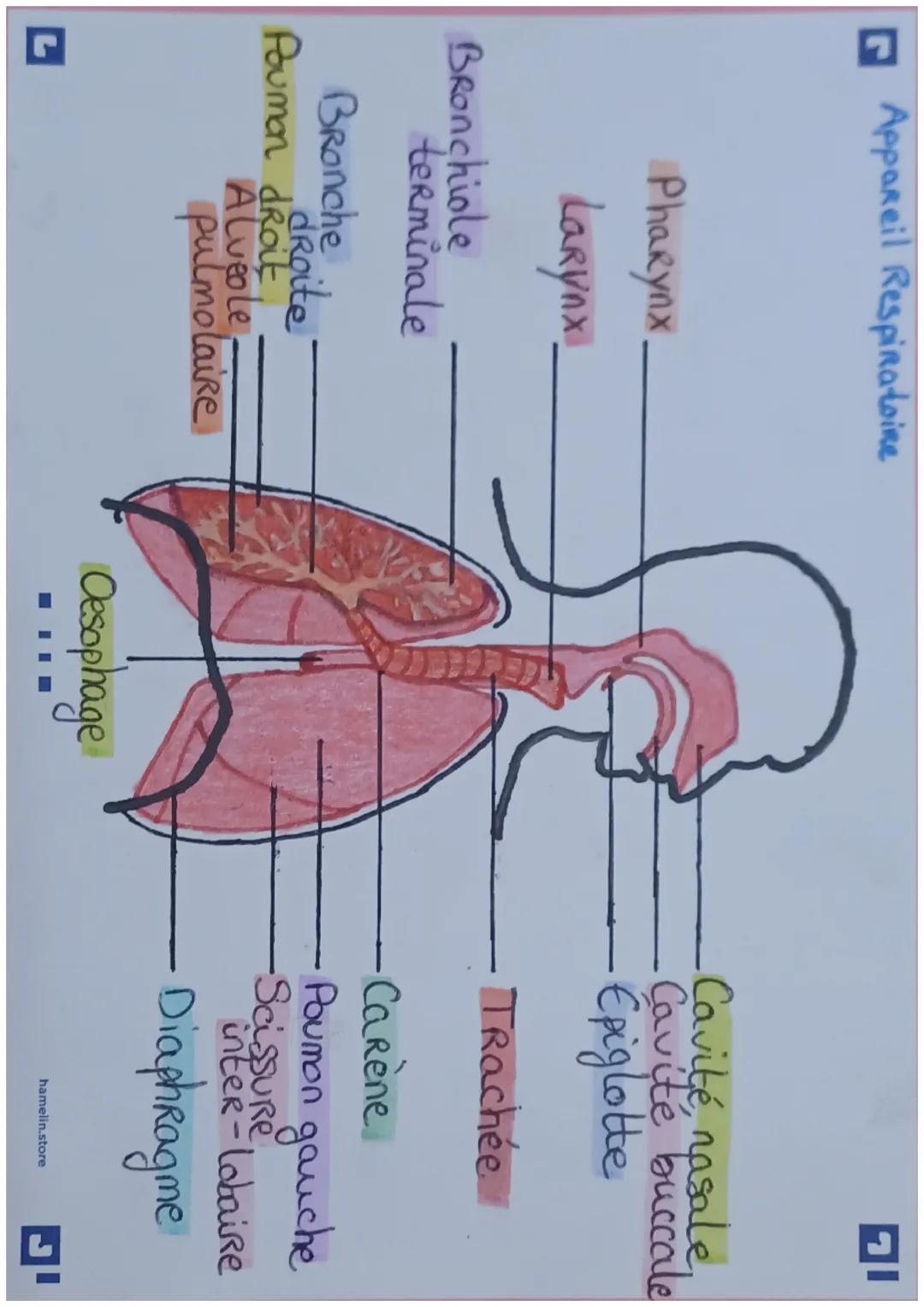 APPAREIL RESPIRATOIRE

Le système Respiratoire commence
au niveau du nez et la bouche et
se poursuit par les voies Respiratoires
et les poum