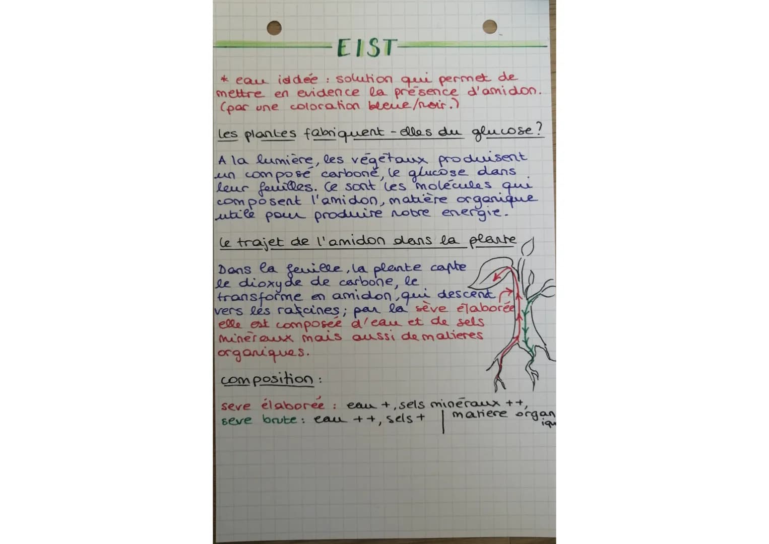 EIST-
* eau iddée : solution qui permet de
mettre en evidence la présence d'amidon.
(par une coloration bleue/noir.)
les plantes fabriquent-