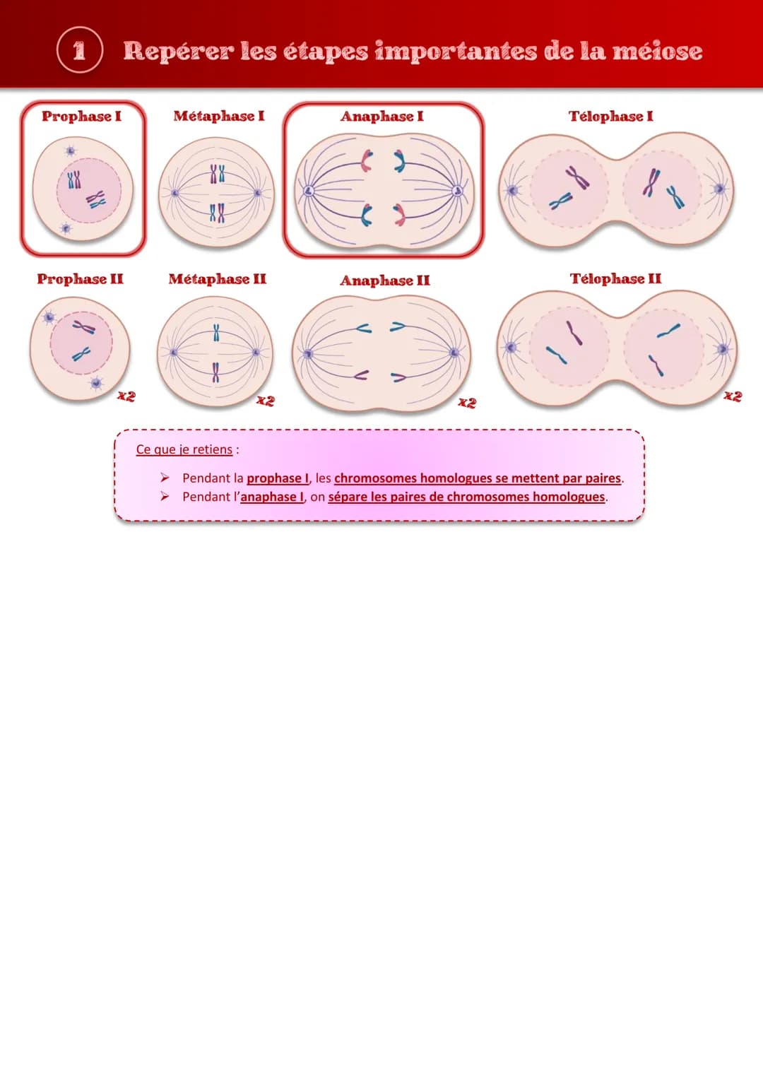 Tout comprendre s
les brassages génétiques
sur
JIHO (1) Repérer les étapes importantes de la méiose
Prophase I
Prophase II
Métaphase I
88
XX