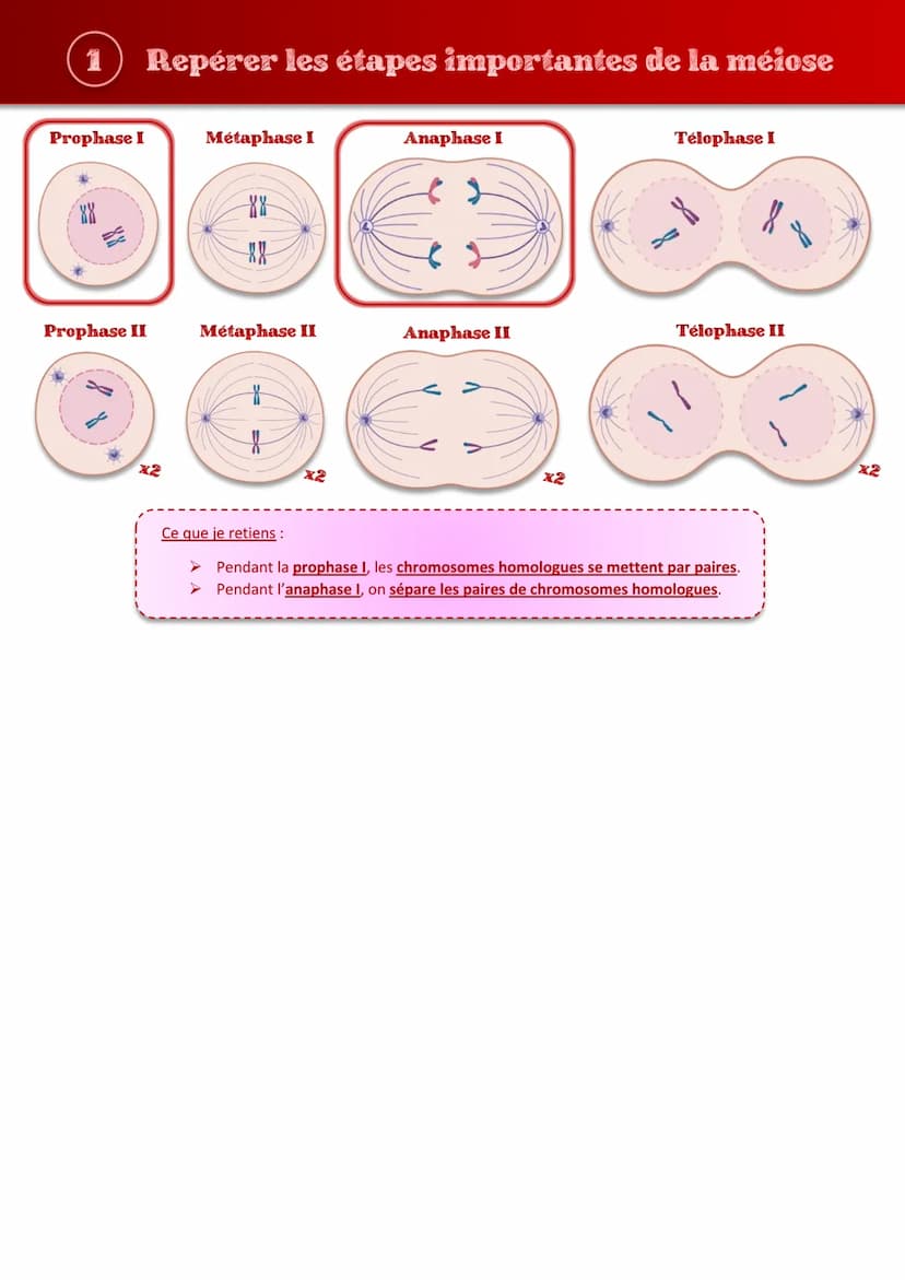 Tout comprendre s
les brassages génétiques
sur
JIHO (1) Repérer les étapes importantes de la méiose
Prophase I
Prophase II
Métaphase I
88
XX