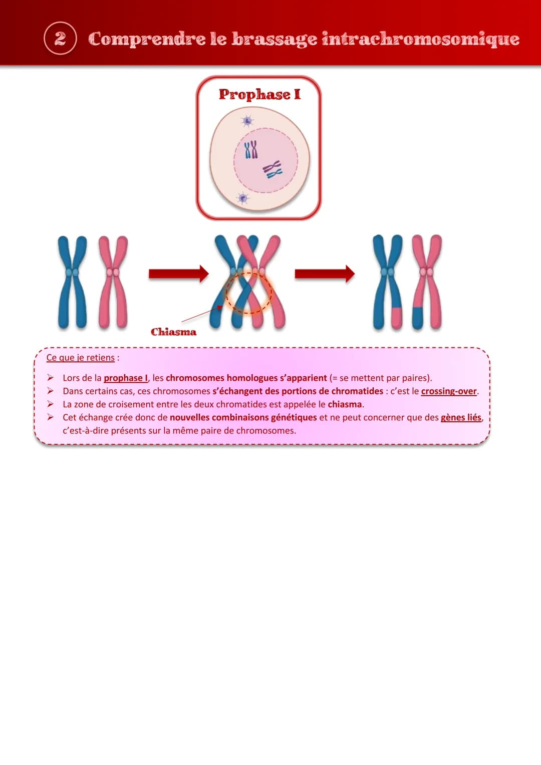 Tout comprendre s
les brassages génétiques
sur
JIHO (1) Repérer les étapes importantes de la méiose
Prophase I
Prophase II
Métaphase I
88
XX