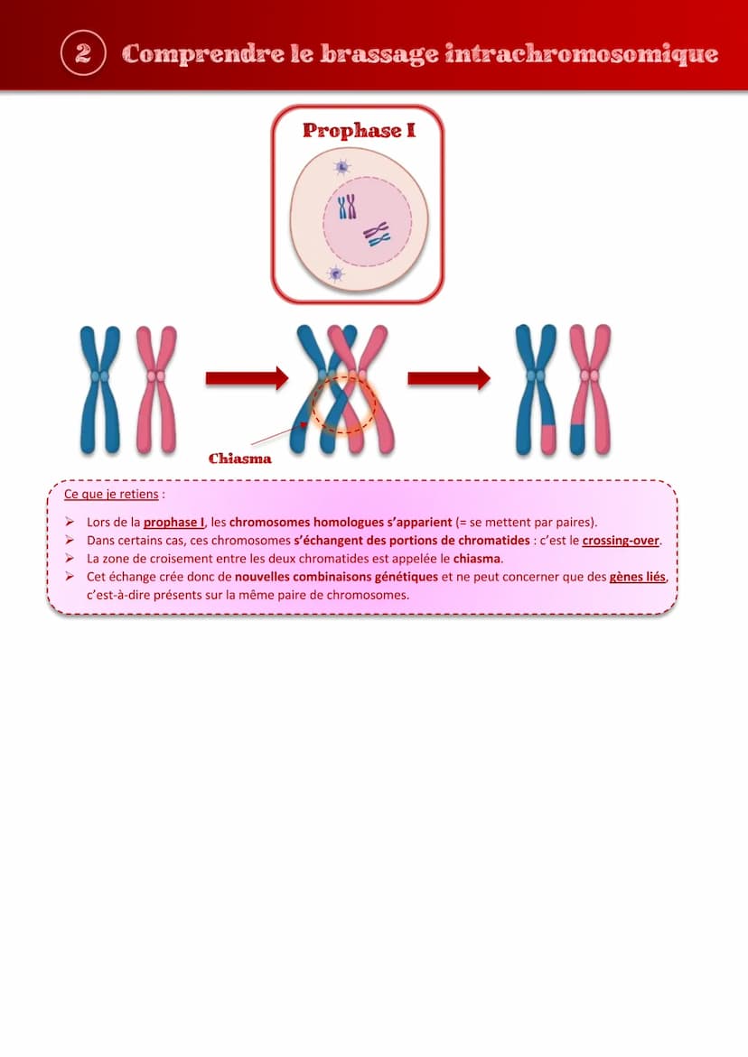 Tout comprendre s
les brassages génétiques
sur
JIHO (1) Repérer les étapes importantes de la méiose
Prophase I
Prophase II
Métaphase I
88
XX