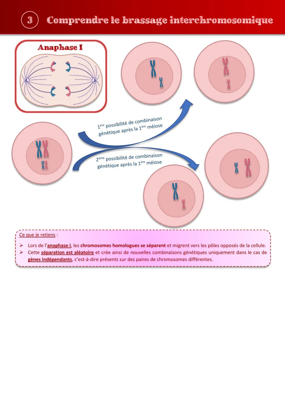 Tout comprendre s
les brassages génétiques
sur
JIHO (1) Repérer les étapes importantes de la méiose
Prophase I
Prophase II
Métaphase I
88
XX