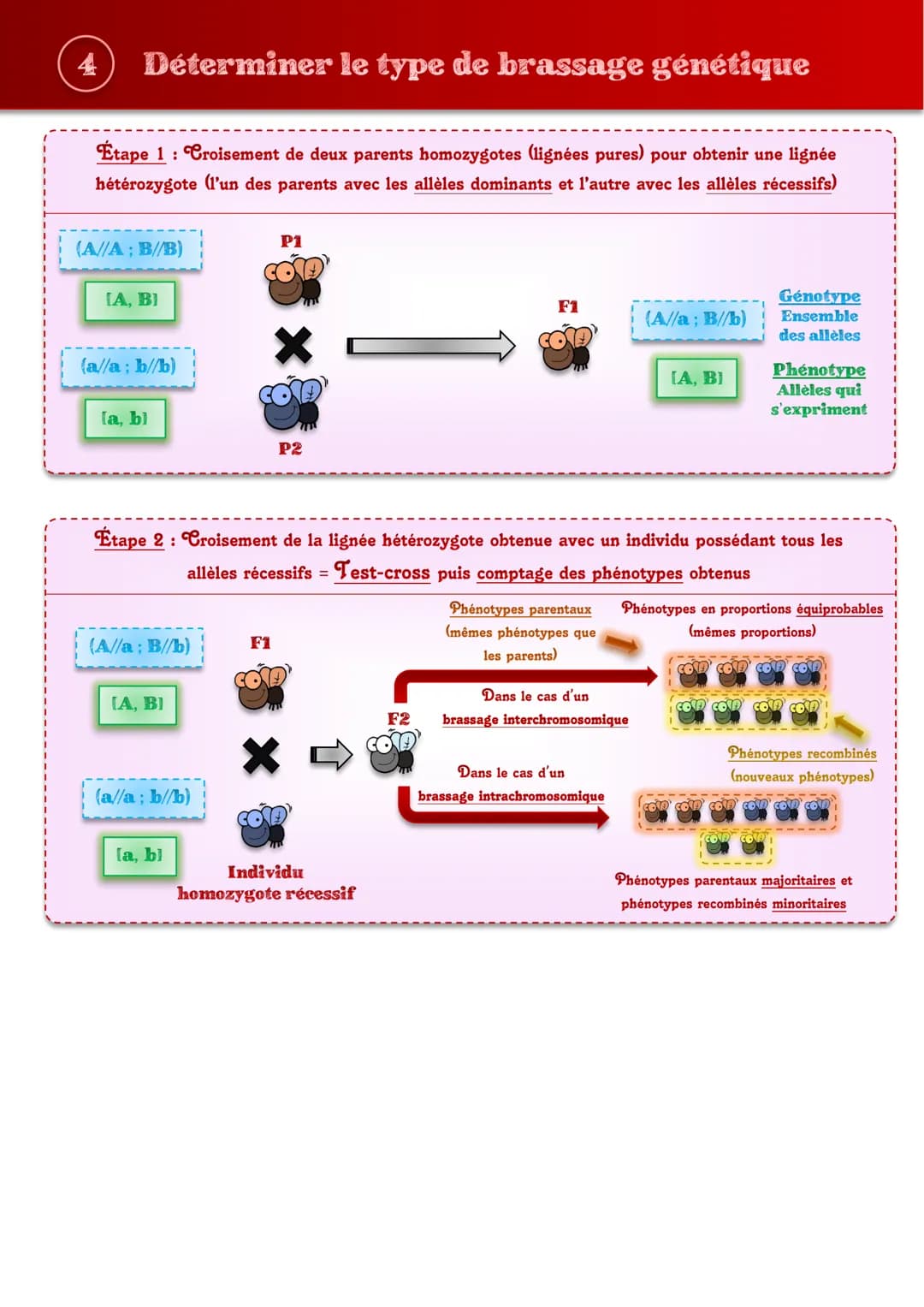Tout comprendre s
les brassages génétiques
sur
JIHO (1) Repérer les étapes importantes de la méiose
Prophase I
Prophase II
Métaphase I
88
XX