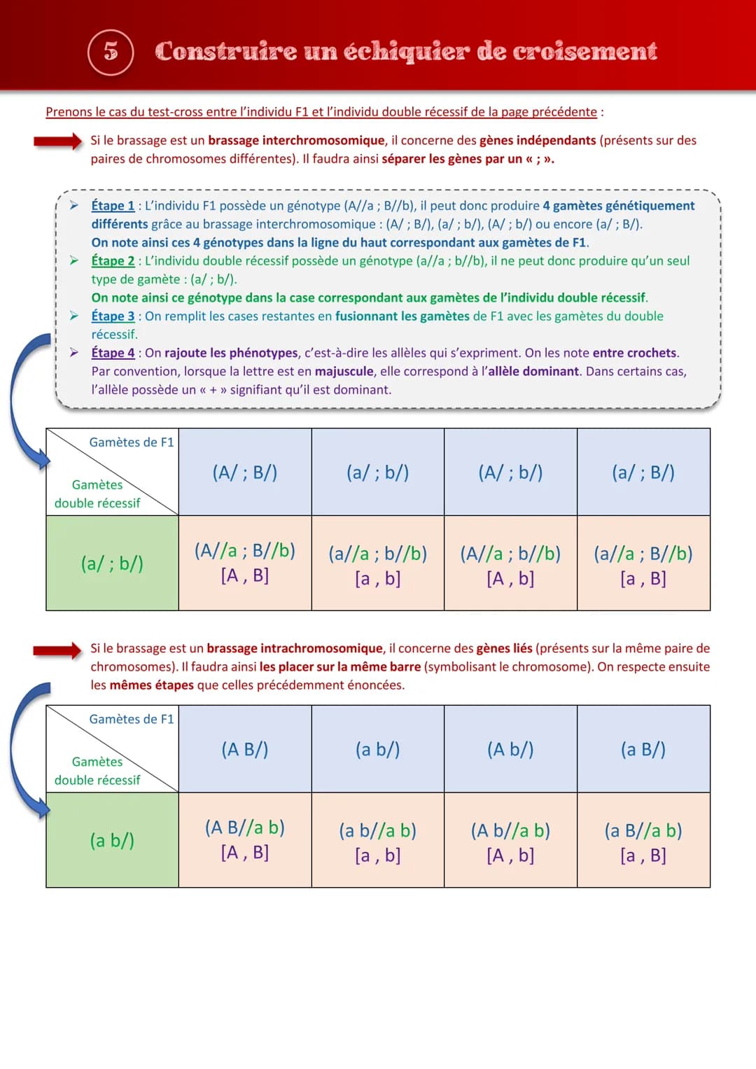 Tout comprendre s
les brassages génétiques
sur
JIHO (1) Repérer les étapes importantes de la méiose
Prophase I
Prophase II
Métaphase I
88
XX