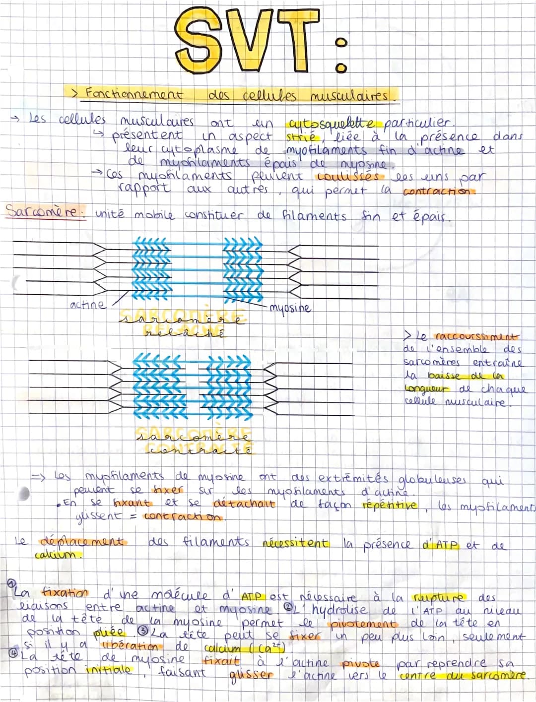 > Fonctionnement
des cellules musculaires.
→ Les cellules musculaires ont un cytosquelette particulier.
et
de
4 présent ent in aspect strié,