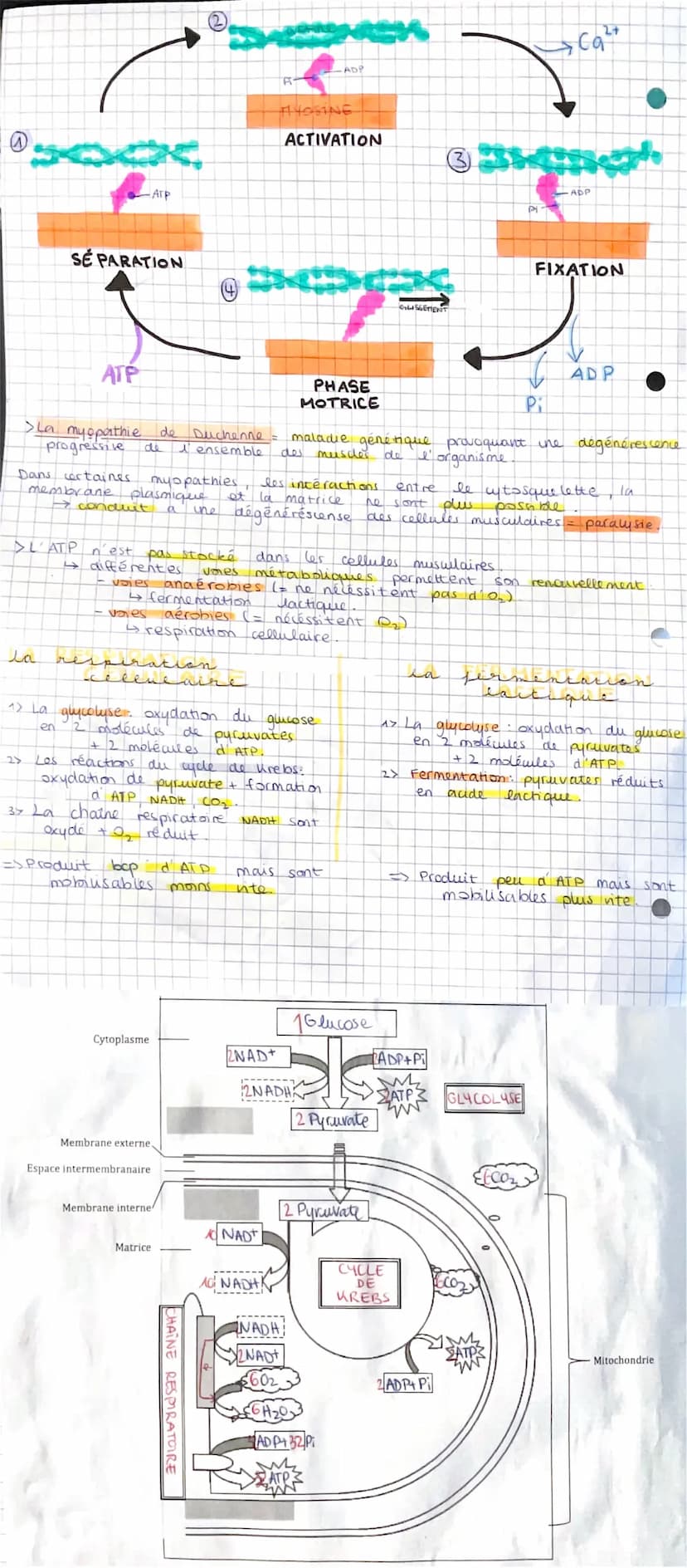 > Fonctionnement
des cellules musculaires.
→ Les cellules musculaires ont un cytosquelette particulier.
et
de
4 présent ent in aspect strié,