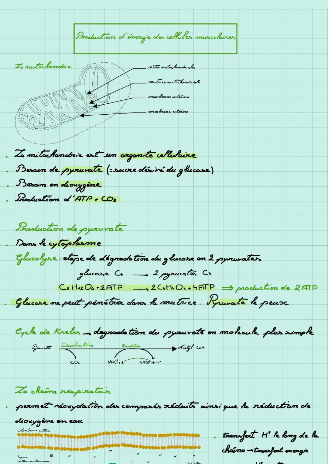 Production d'energie des cellules musculaires