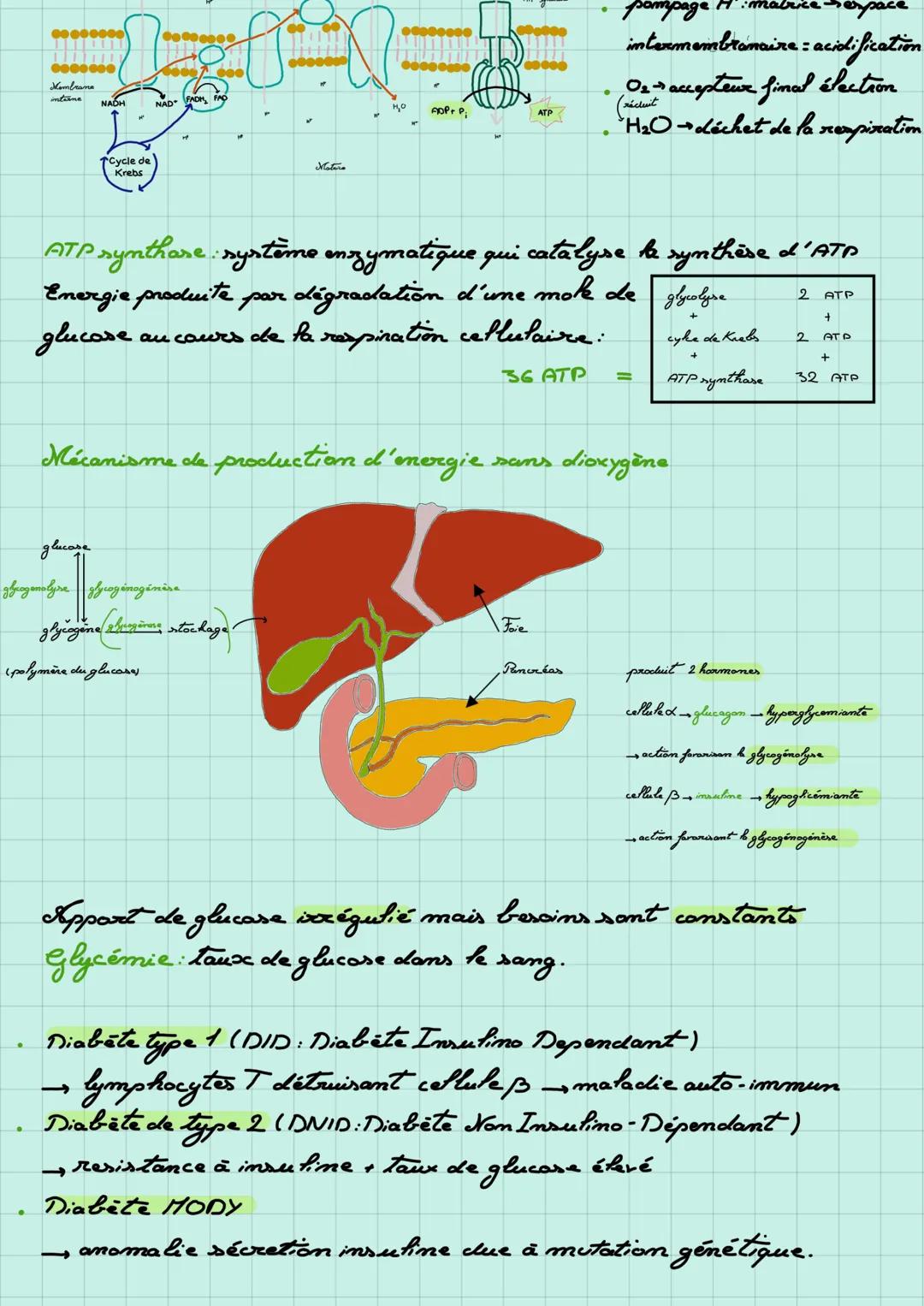 Ze mitochondrie
Production d'énergie des cellules musculaires
La mitochondrie est un
organite cellulaire
Besain de pyruvate (= sucre dérivé 