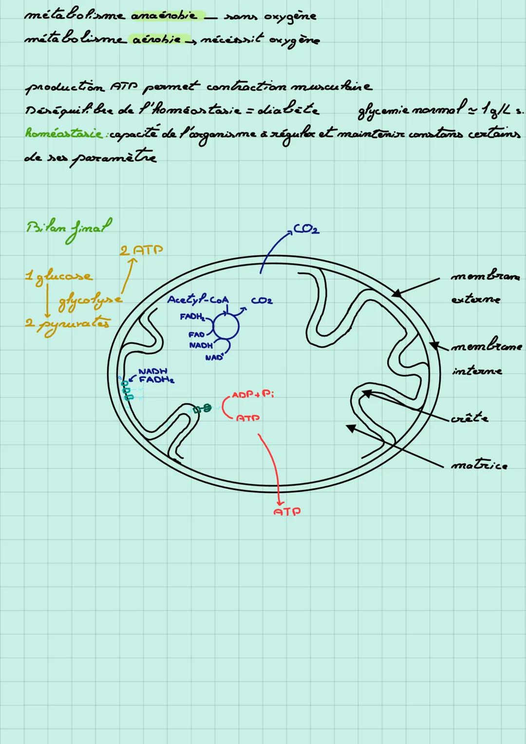 Ze mitochondrie
Production d'énergie des cellules musculaires
La mitochondrie est un
organite cellulaire
Besain de pyruvate (= sucre dérivé 