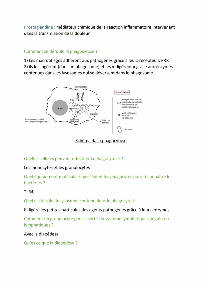 Immunologie Partie 2:
Définitions :
Cellules dendritiques : Les cellules dendritiques sont des cellules sentinelles du
système immunitaire i