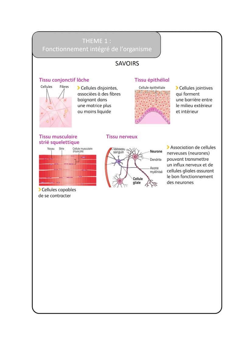 THEME 1 :
Fonctionnement intégré de l'organisme
Vocabulaire
1
Anatomie
2
Appareil
3
Organe
4
Tissu
5
Biopsie
6
Cellule
7
Assemblage supramol