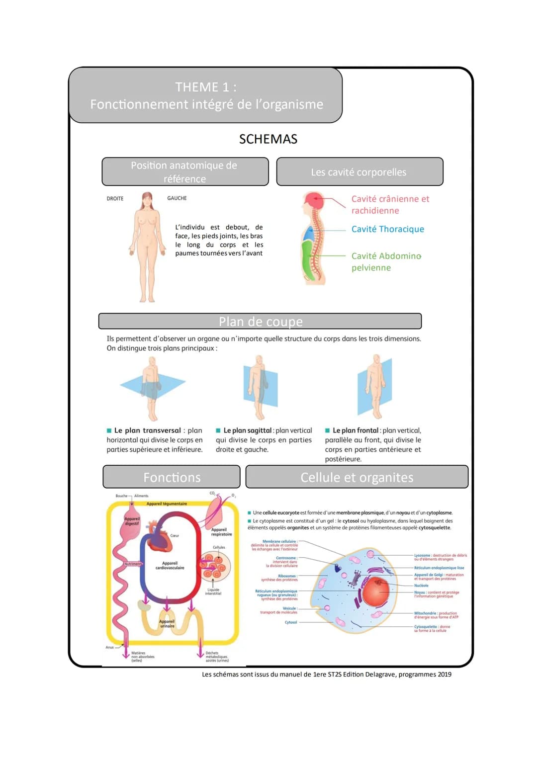 THEME 1 :
Fonctionnement intégré de l'organisme
Vocabulaire
1
Anatomie
2
Appareil
3
Organe
4
Tissu
5
Biopsie
6
Cellule
7
Assemblage supramol