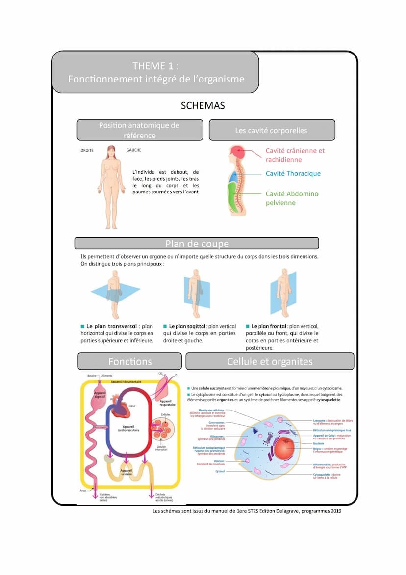 THEME 1 :
Fonctionnement intégré de l'organisme
Vocabulaire
1
Anatomie
2
Appareil
3
Organe
4
Tissu
5
Biopsie
6
Cellule
7
Assemblage supramol