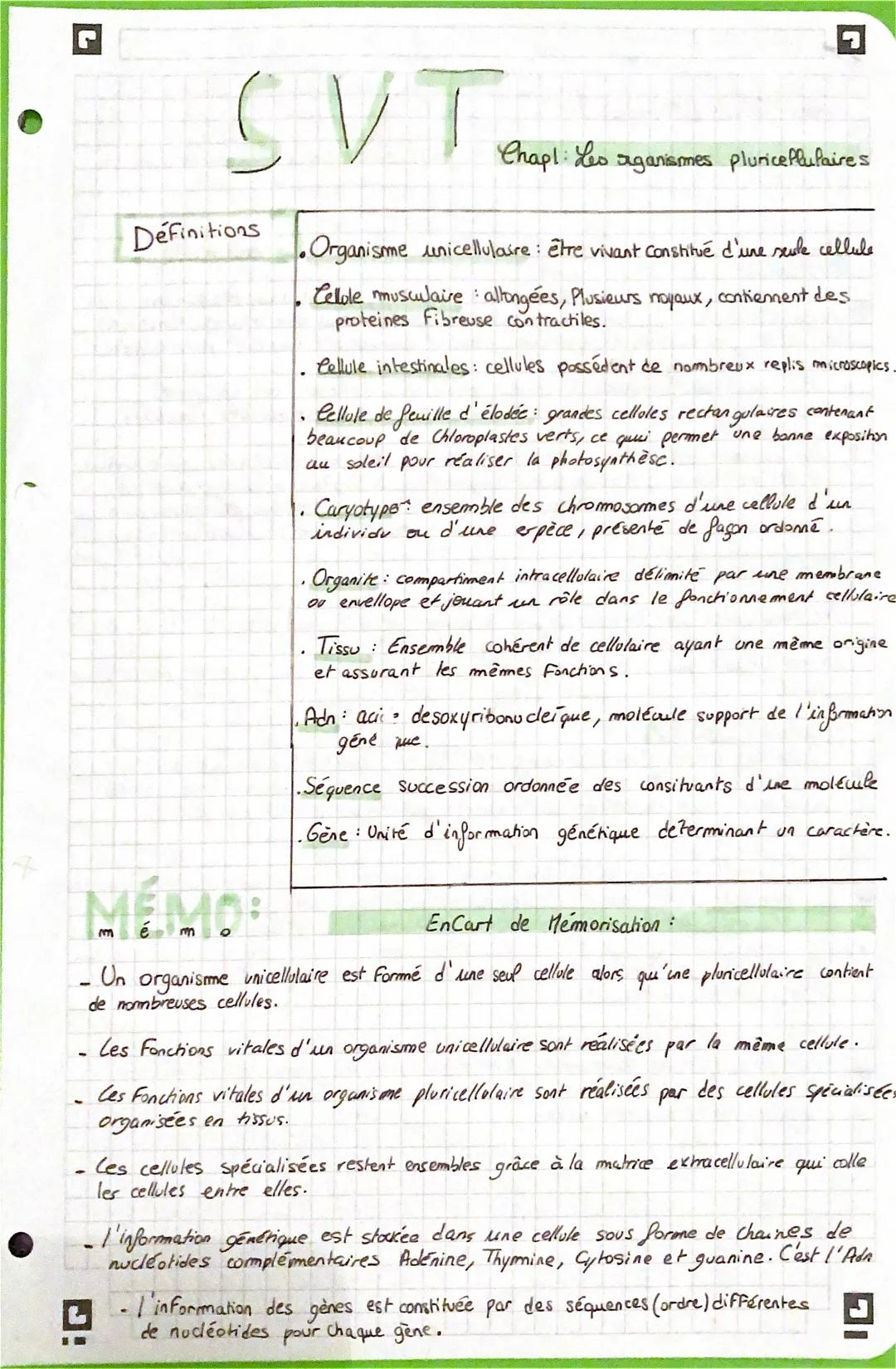 SVT
Definitions
• Organisme unicellulaire : être vivant constitué d'une seule cellule
Cellule musculaire : allongées, Plusieurs noyaux, cont