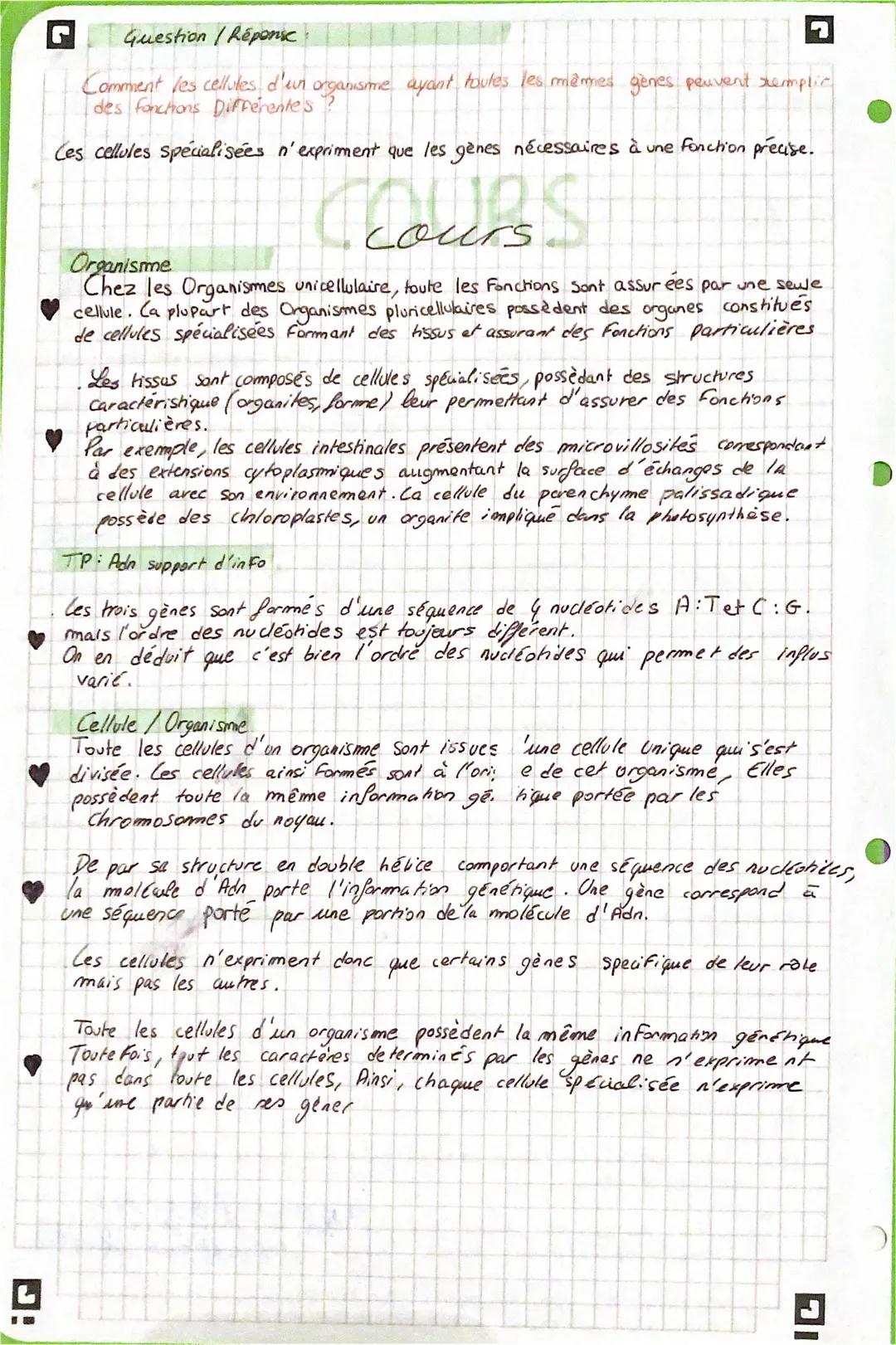 SVT
Definitions
• Organisme unicellulaire : être vivant constitué d'une seule cellule
Cellule musculaire : allongées, Plusieurs noyaux, cont