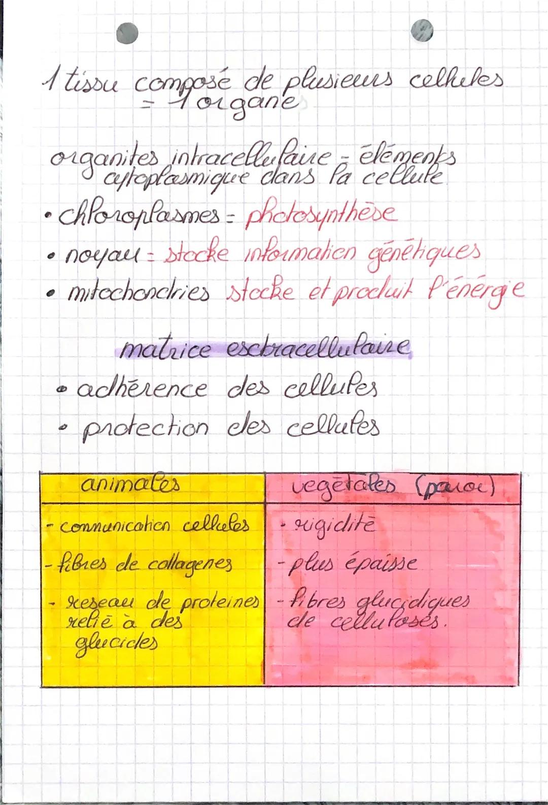 SVA
organisturicellulaires
cellules
specialisées
- a P'œul nu -> organismes pleunicellulares
tolganes
des
des organes
et les cellules
- >
au