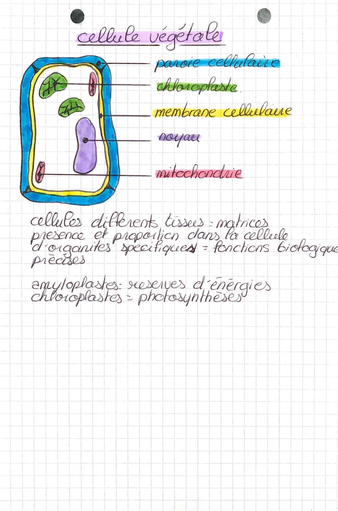 SVA
organisturicellulaires
cellules
specialisées
- a P'œul nu -> organismes pleunicellulares
tolganes
des
des organes
et les cellules
- >
au