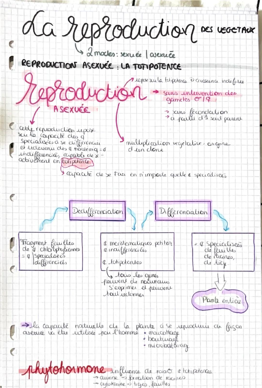 La reproduction
2mocles: sexuée | asexuée
REPRODUCTION ASEXUÉE LA TOTIPOTENCE
DES VEGETAUX
7 repose sur la totipotence & croissance indiforc